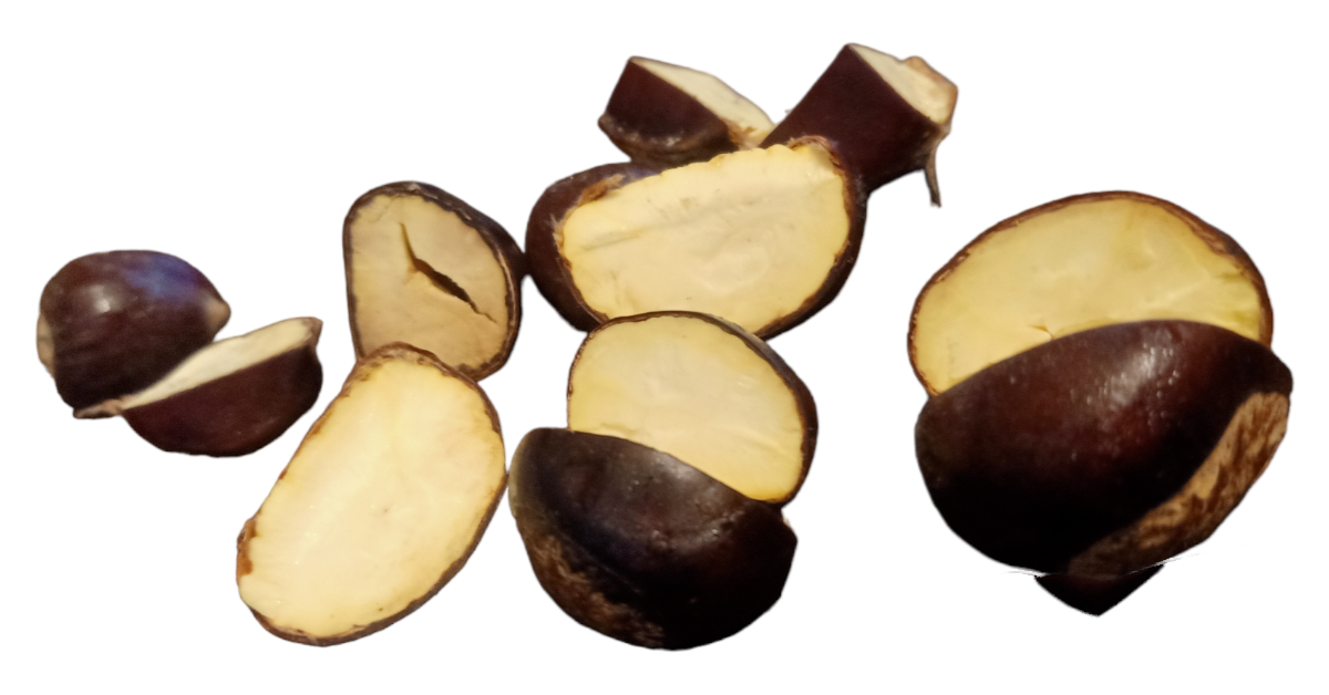 Hạt dẻ sống Cao Bằng