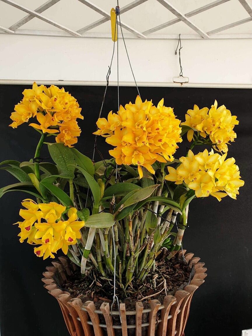 Hoa lan Cattleya mini tú cầu vàng trưởng thành sắp hoa