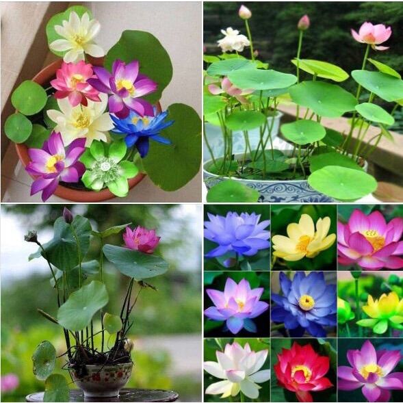 Hạt giống sen mini Nhật sỉ 1k