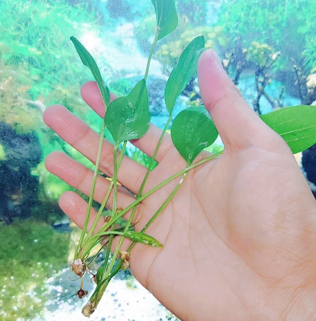 2 cây lan nước - bách thủy tiên - cây thủy sinh