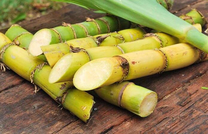 Mía xanh, mía giống, mía đường 3 đoạn