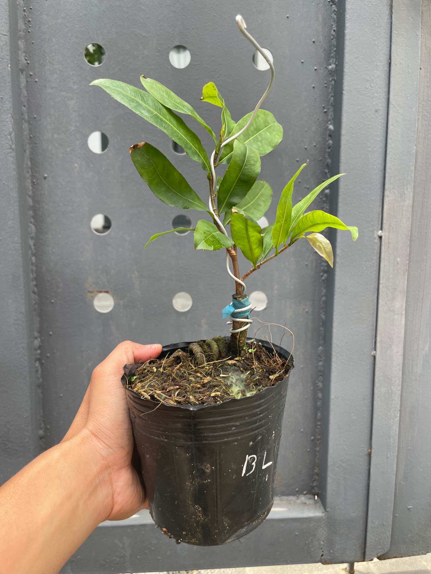 Mai SIÊU BÔNG BÌNH LỢI (chuẩn giống - bảo hành trọn đời)