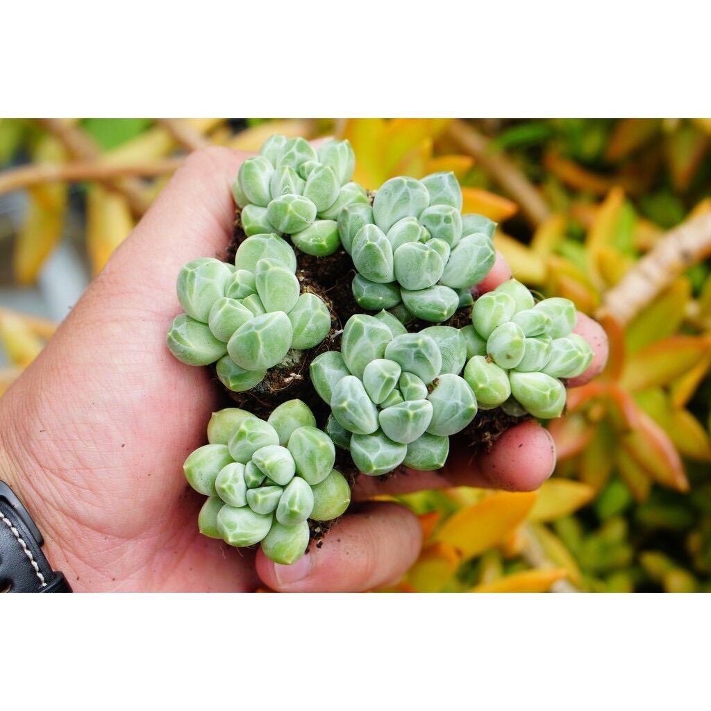 SEN ĐÁ KIM CƯƠNG TRẮNG SIZE MINI ĐÀ LẠT