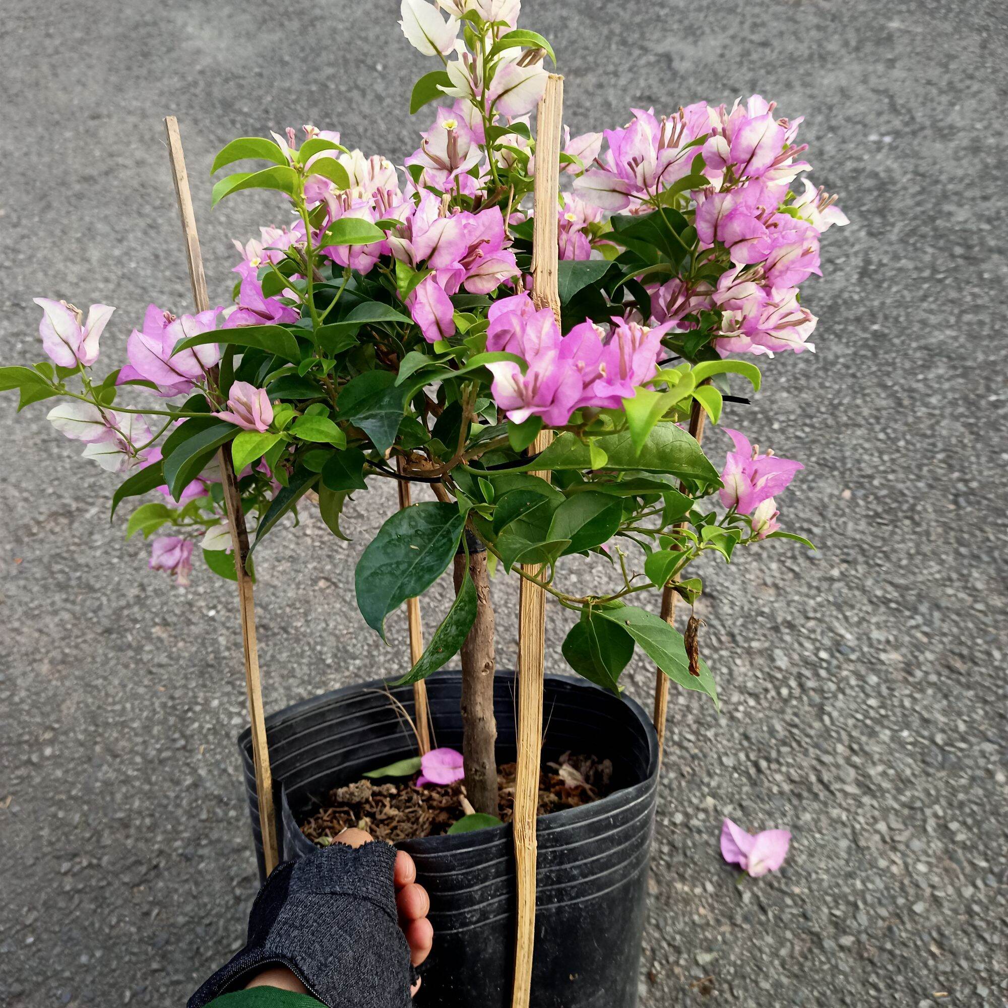 Chậu cây bông giấy tím tuyết dáng tree