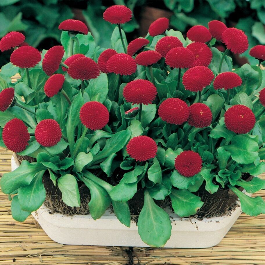 Hạt giống Cúc Daisy sỉ 10k gói 100 hạt