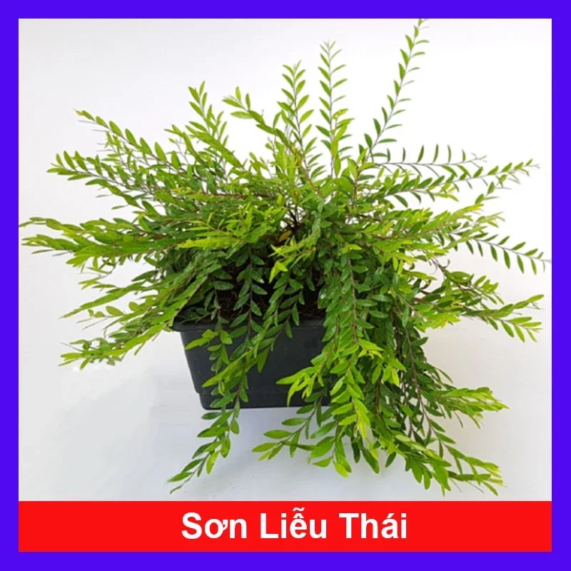 cây sơn liễu thái