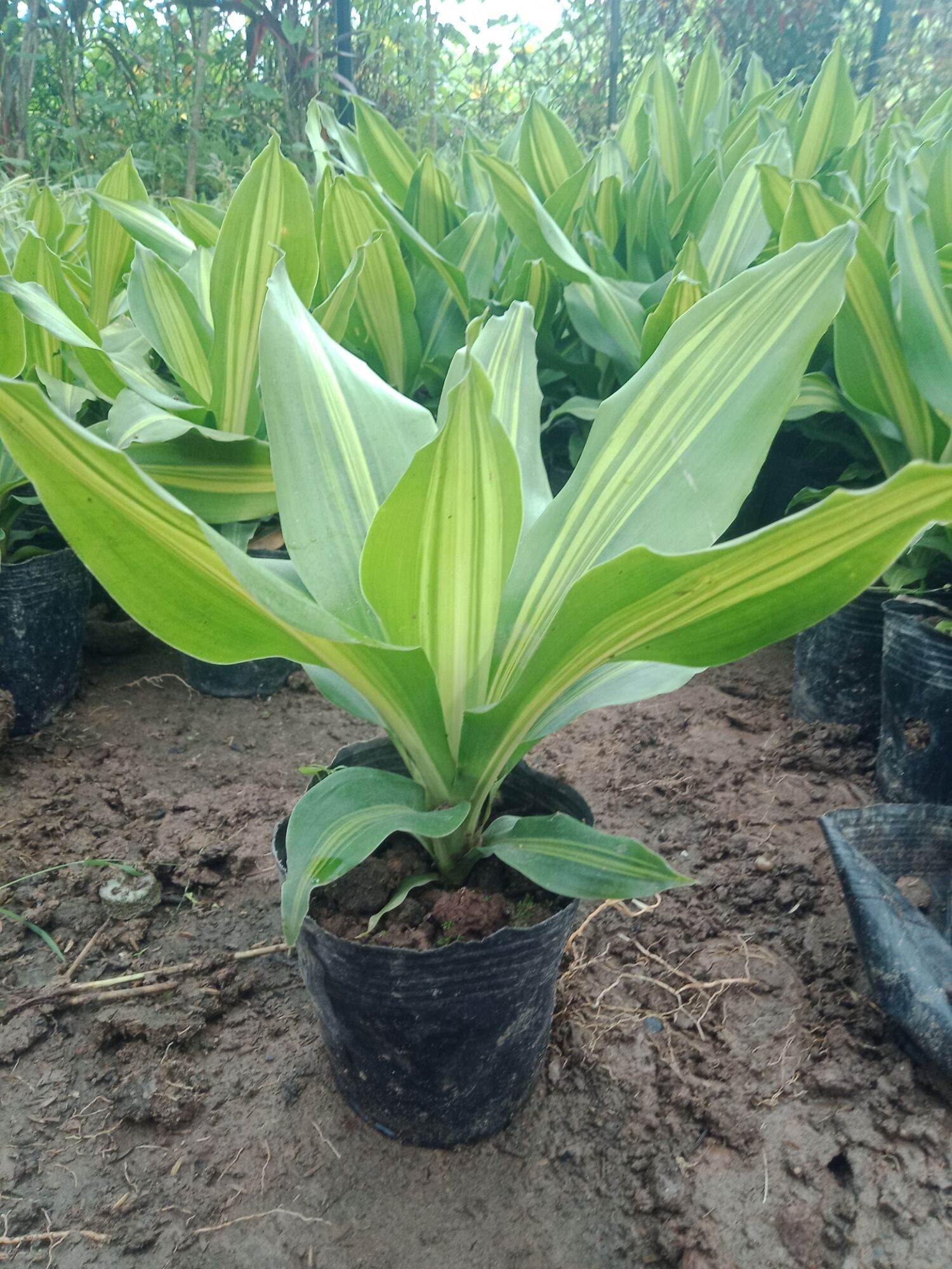 cây thiết mộc lan