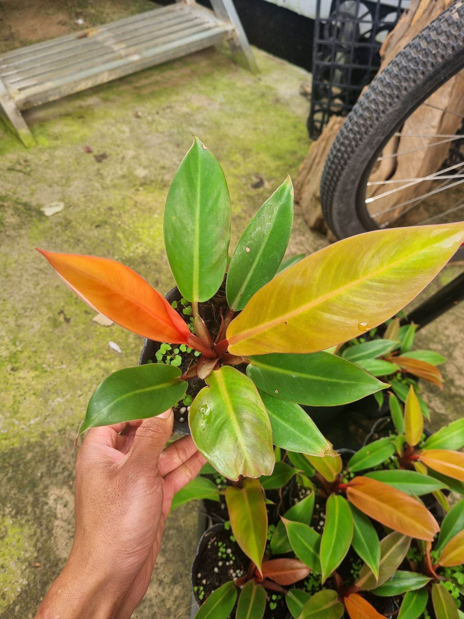 Trầu bà đế vương cam Philodendron erubescens