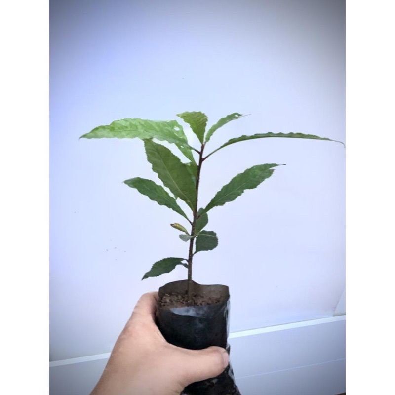 Cây giống hoa Lộc vừng