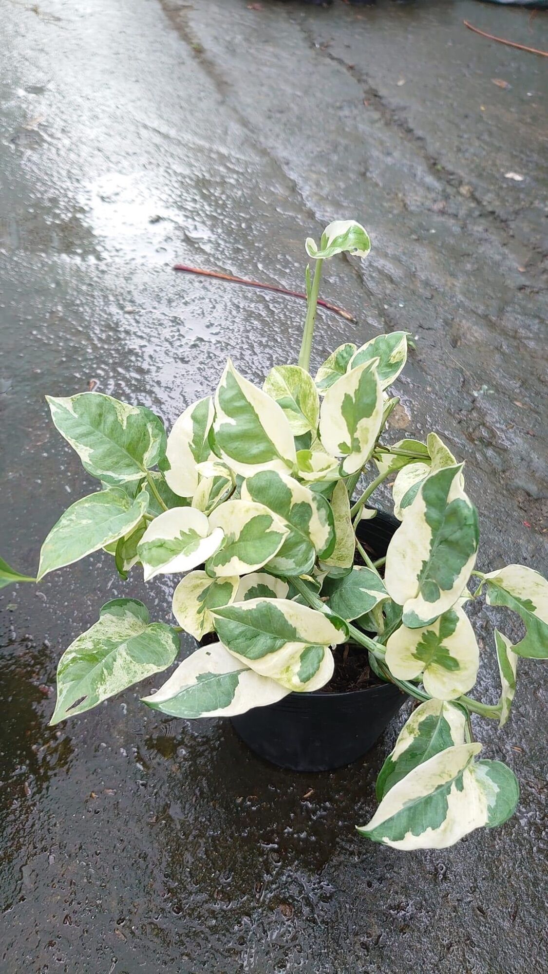 Chậu cây trầu bà Ngọc thủy