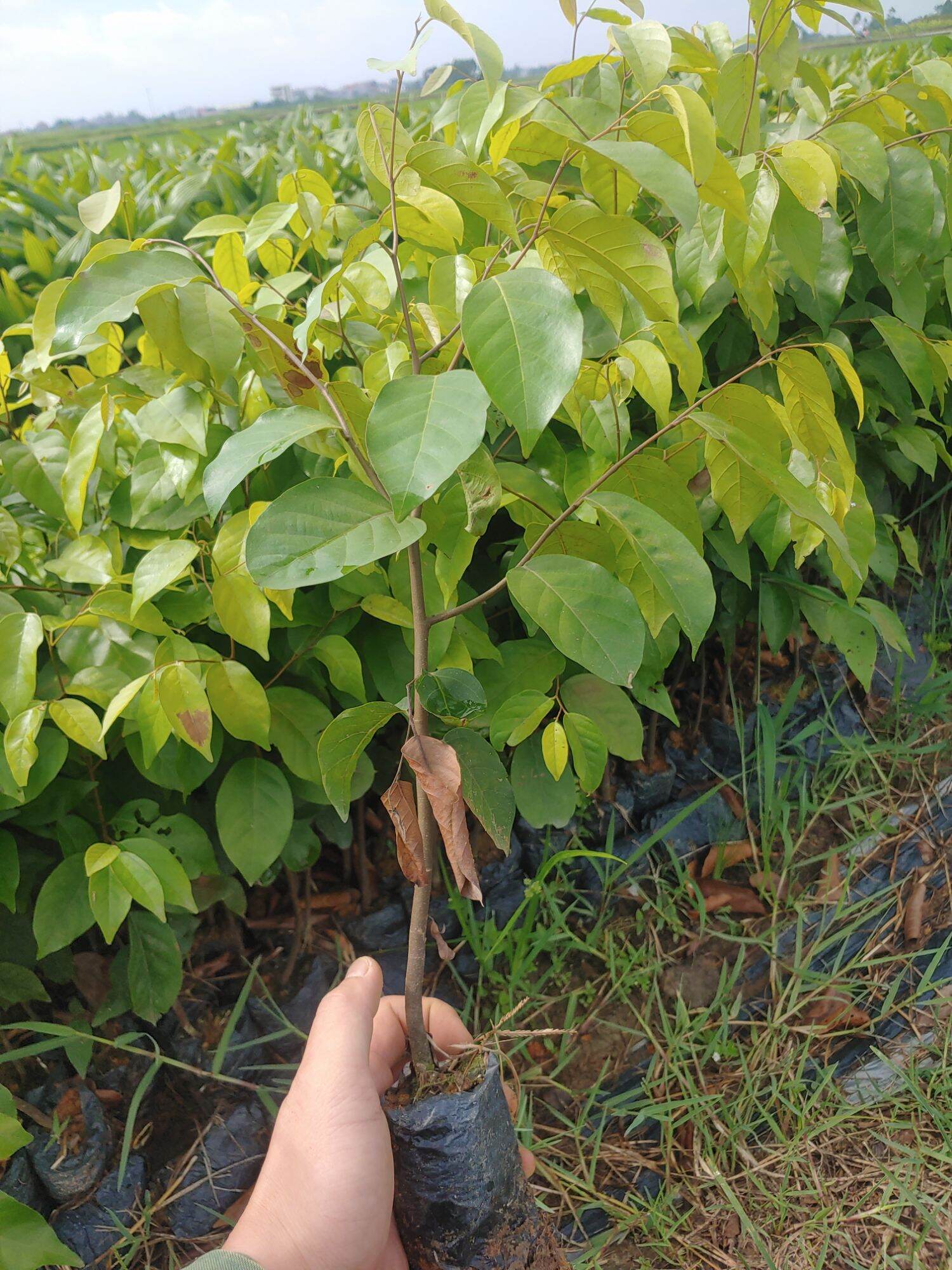 Cây giống Sao đen ( mua 10 tặng 1)