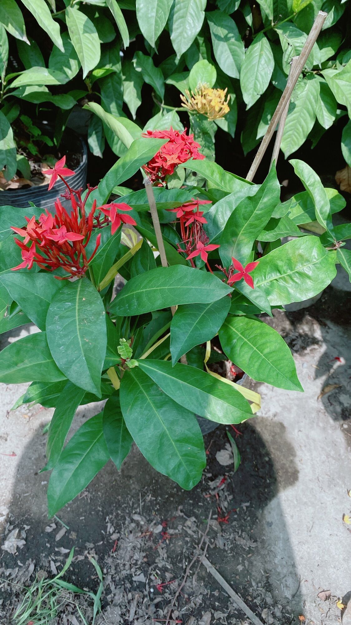 Cây hoa trang mỹ màu đỏ