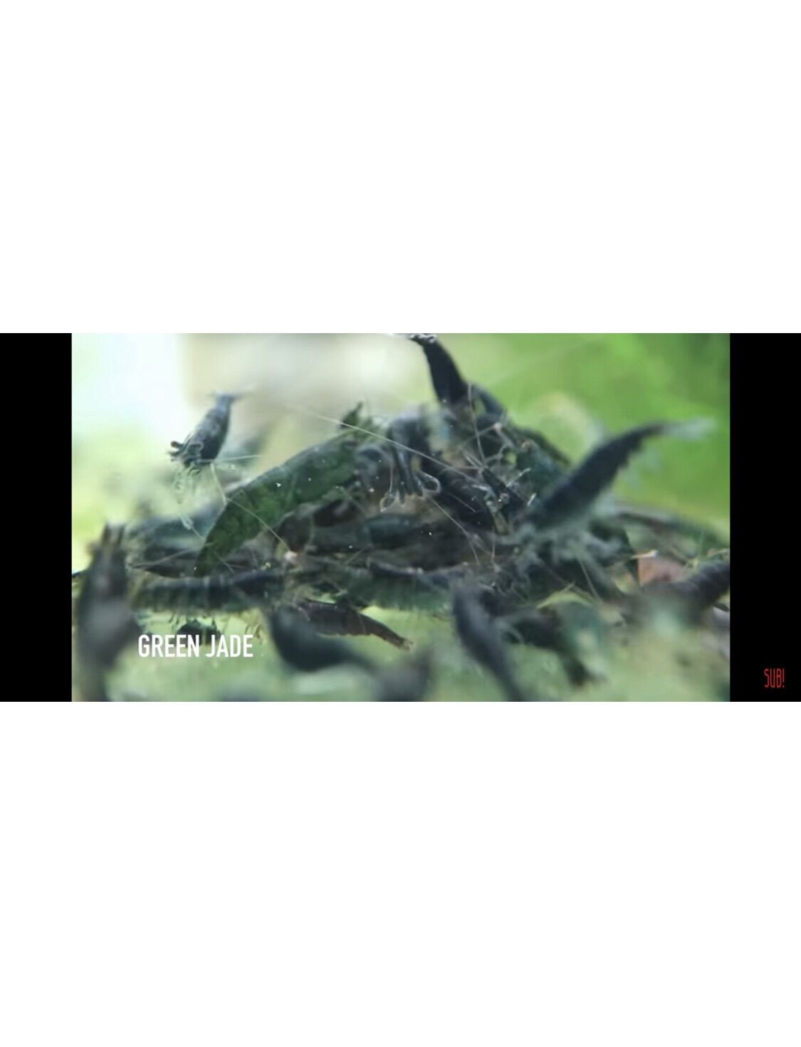 Tép màu green jade