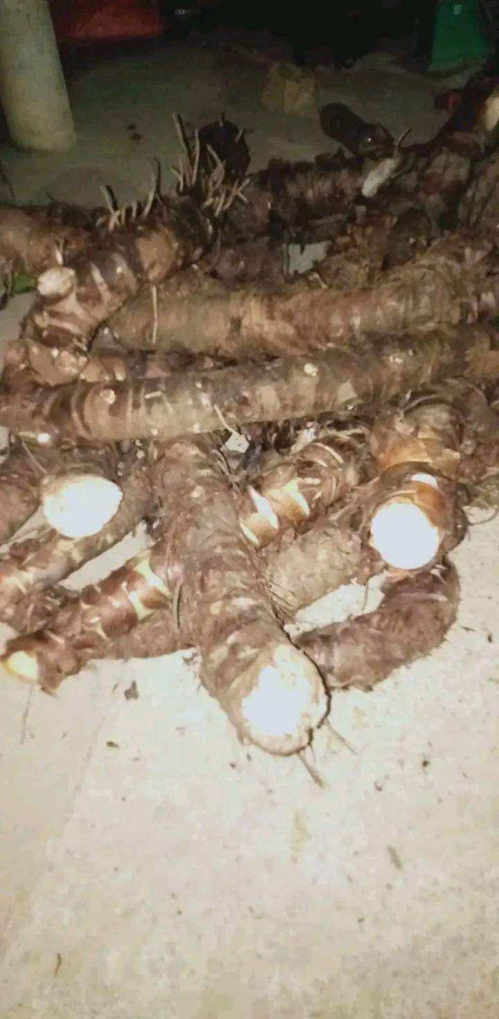 5kg bạc hà núi (núi câm An Giang)