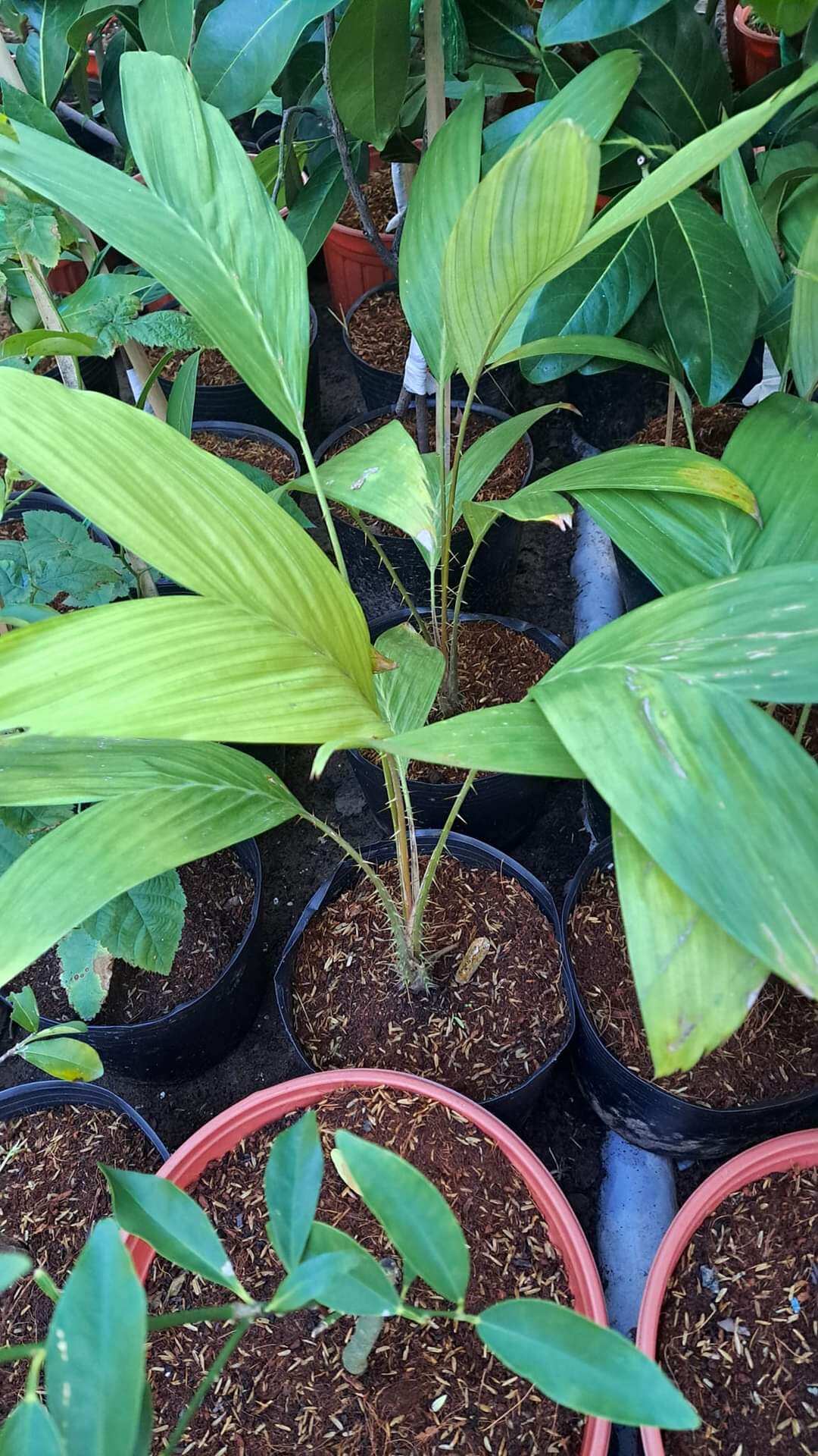 Cây giống mây indo