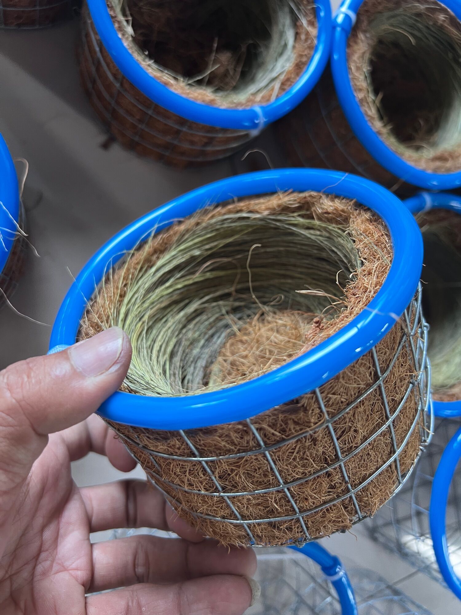 Tổ chim chào mào viền xanh  (tặng kèm bông đót và sơ dừa)