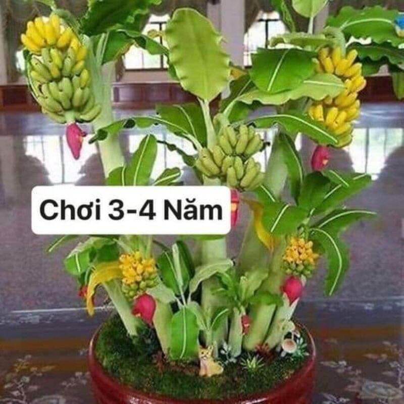 chuối cảnh mini