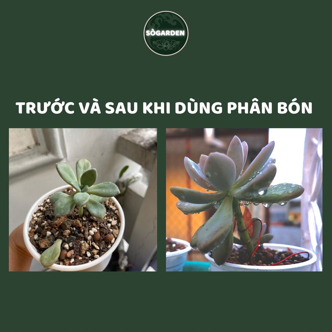 Phân Tan Chậm Dành Cho Sen Đá, Xương Rồng 150g