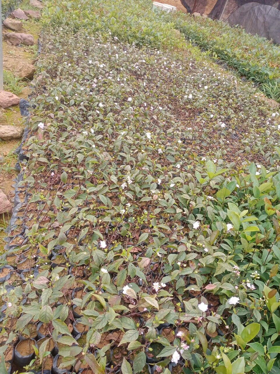 Cây Nhất Chi Mai- Hàn Mai