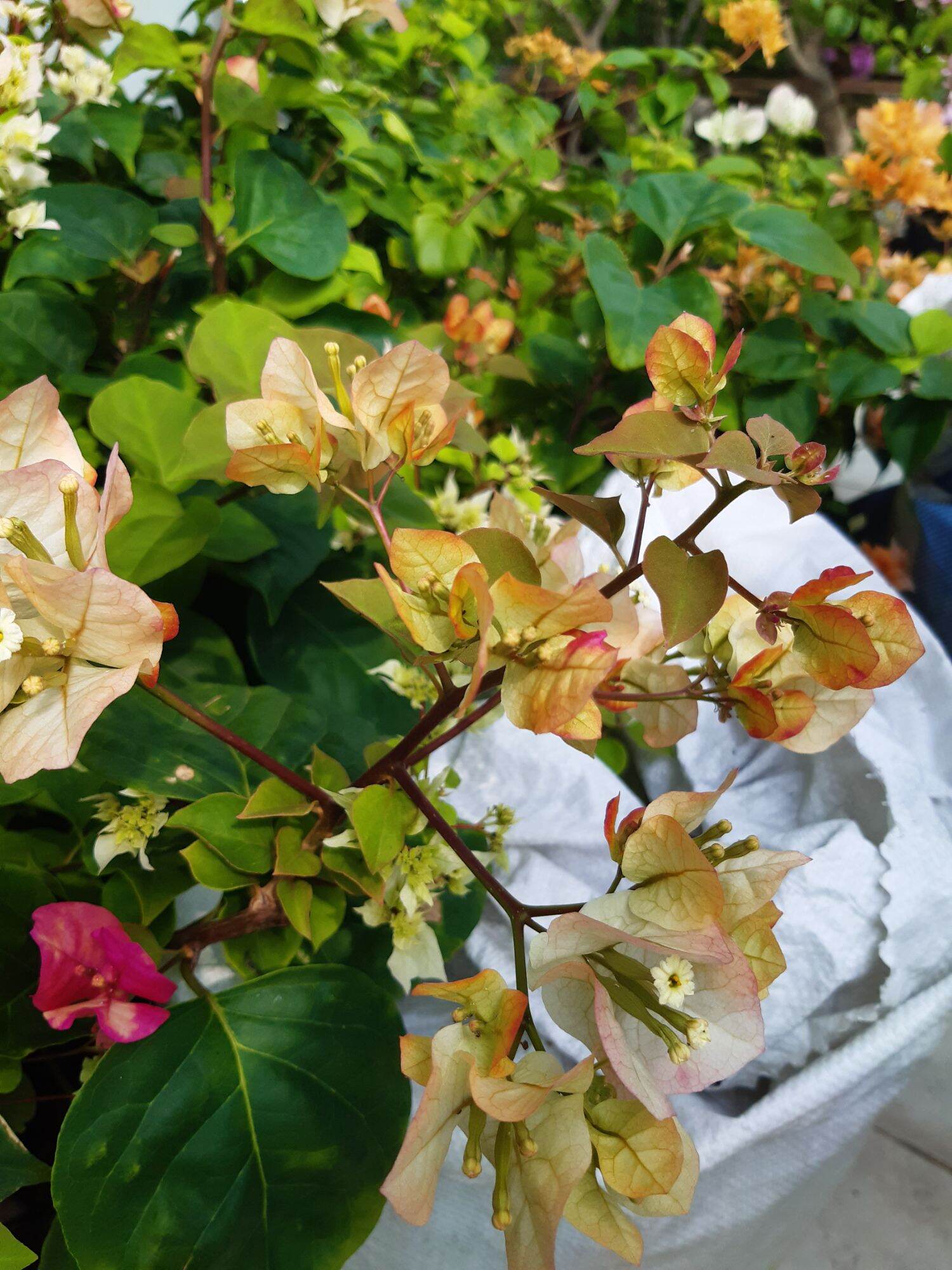 hoa giấy đổi màu (ấn độ. cây đang hoa)