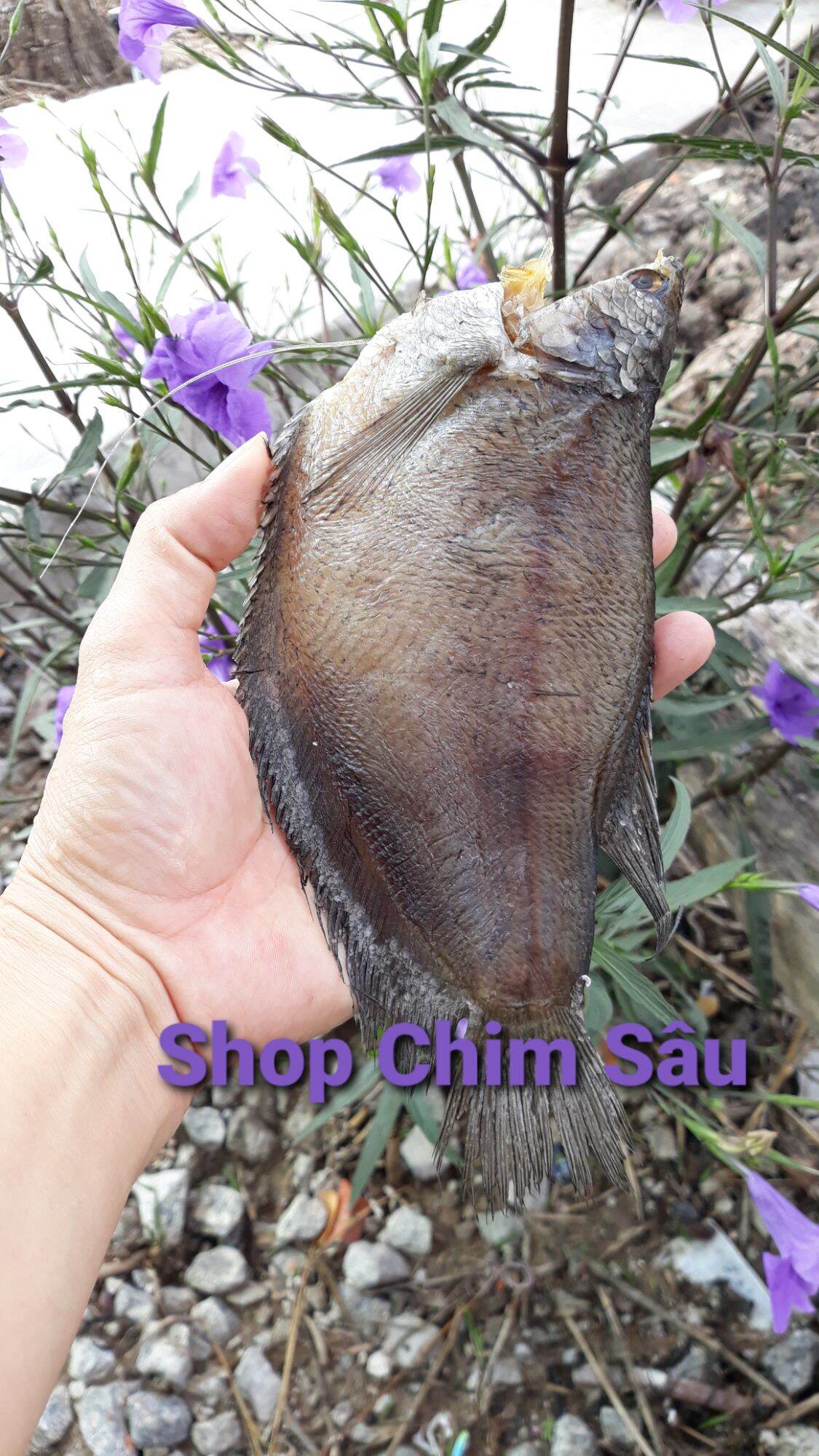 Khô cá sặc rằn 1 kí loại 15 đến 16 con