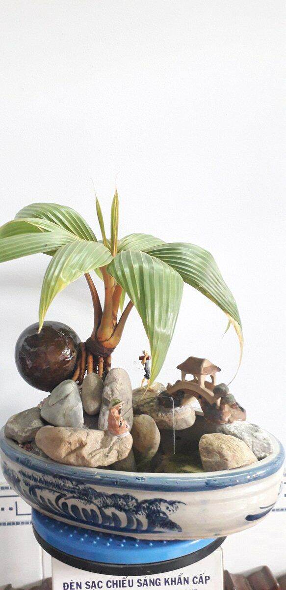 Phôi Dừa Xiêm Lùn - Cây cảnh Bonsai