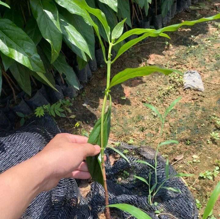 Hạt giống cây nhàu 100 hạt