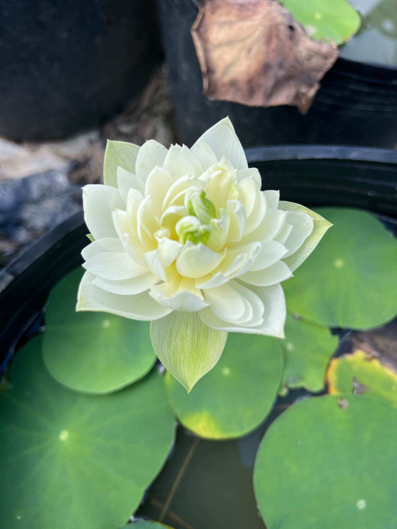 củ sen mini trắng