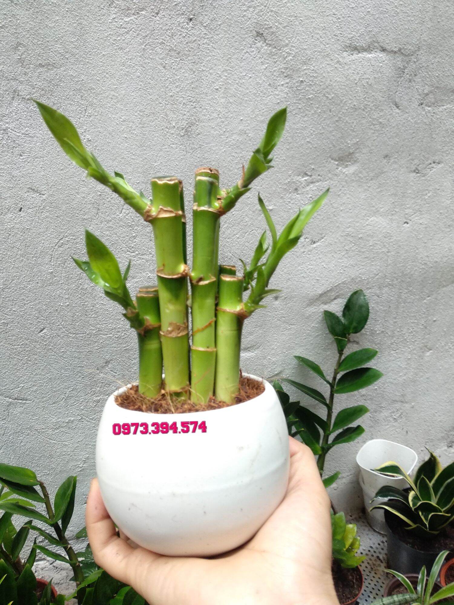 Cây Trúc Phú Quý ( Chậu Sứ)