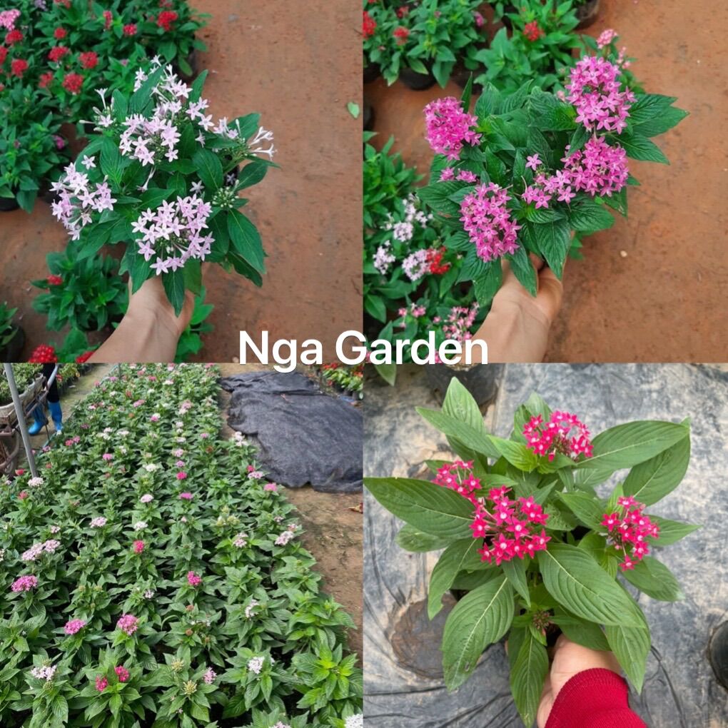 Cây hoa diễm châu chịu nắng tốt