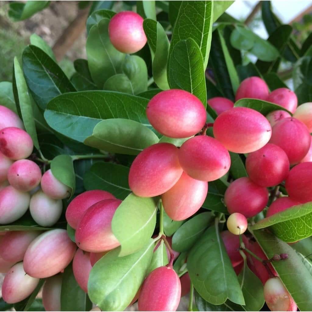 chậu cây siro cao 30 - 70cm