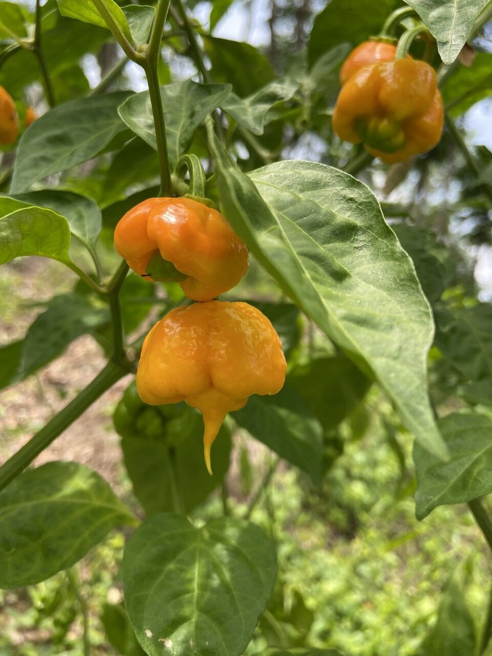 Hạt giống ớt Carolina Reaper Yellow