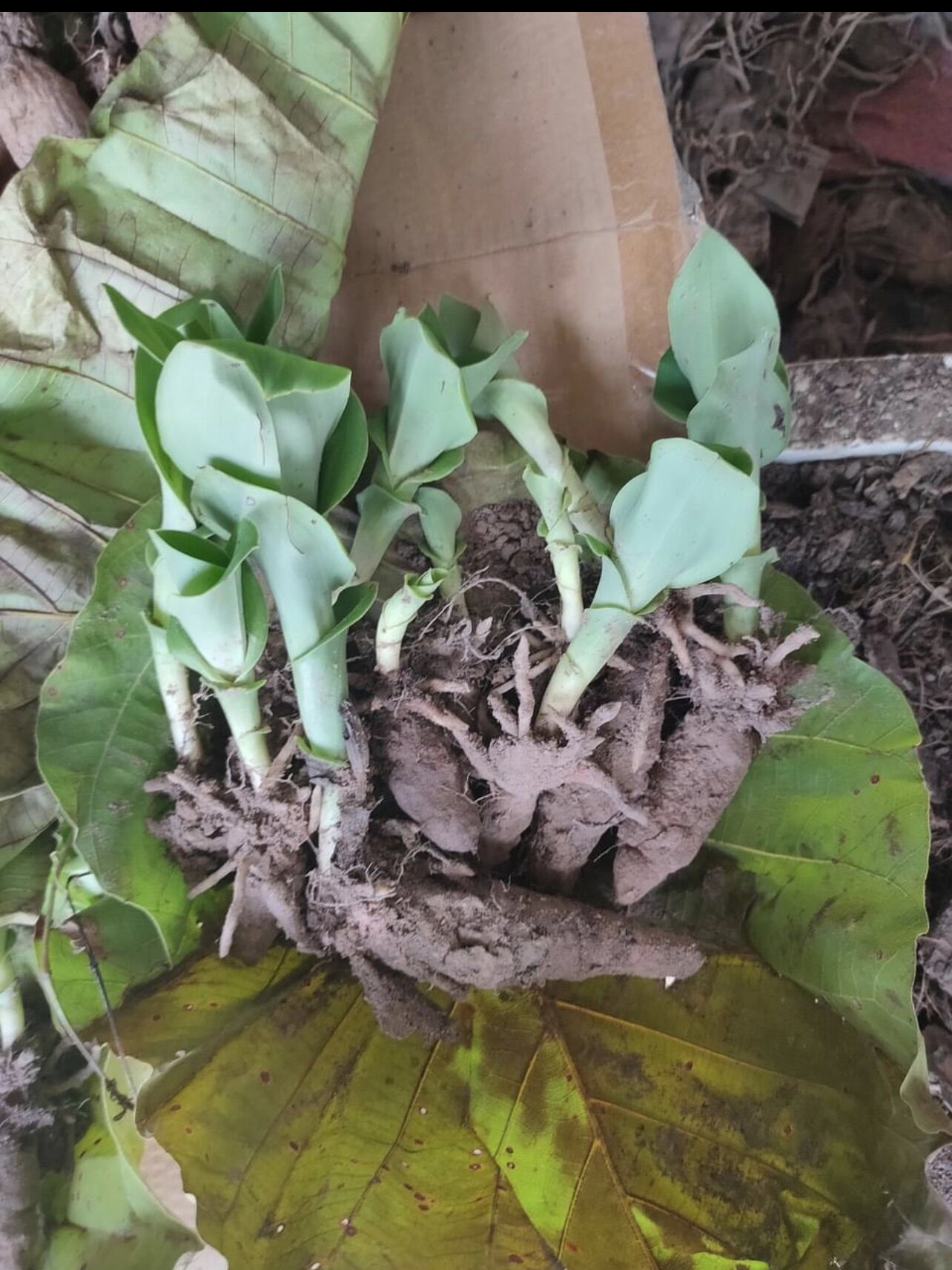Hoa Lan bạch Phượng(củ 1 cây hình cuối)
