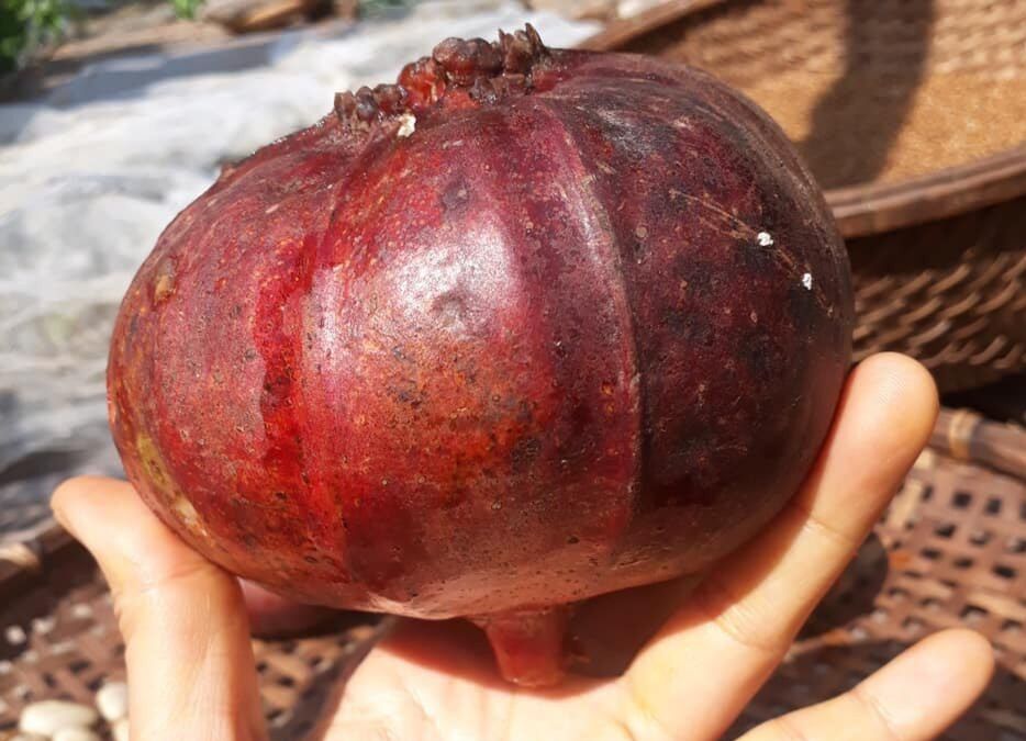 Hạt giống cây vả mật