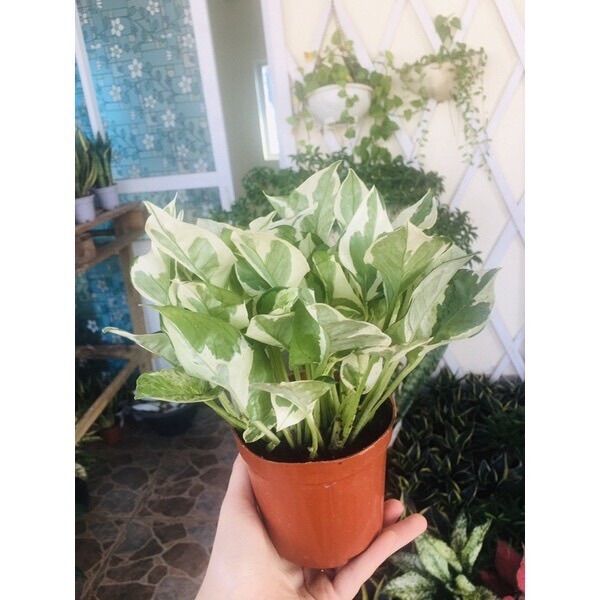 Cây trầu bà cẩm thạch lọc không khí