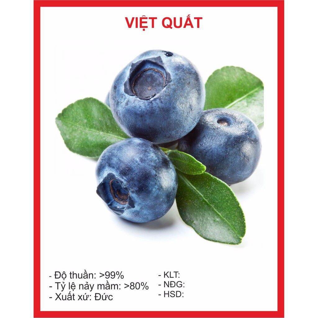 Hạt giống việt quất 30 hạt