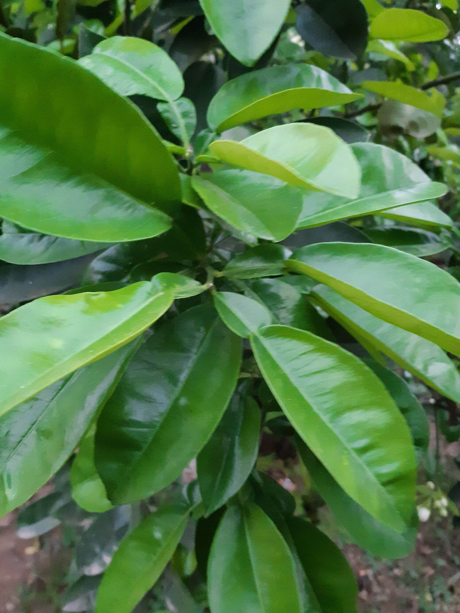 1kg lá bưởi tươi hàng đặt mới hái