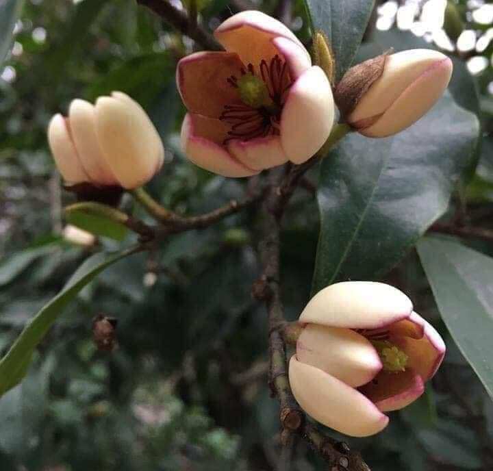 CÂY GIỐNG HOA LAN TIÊU