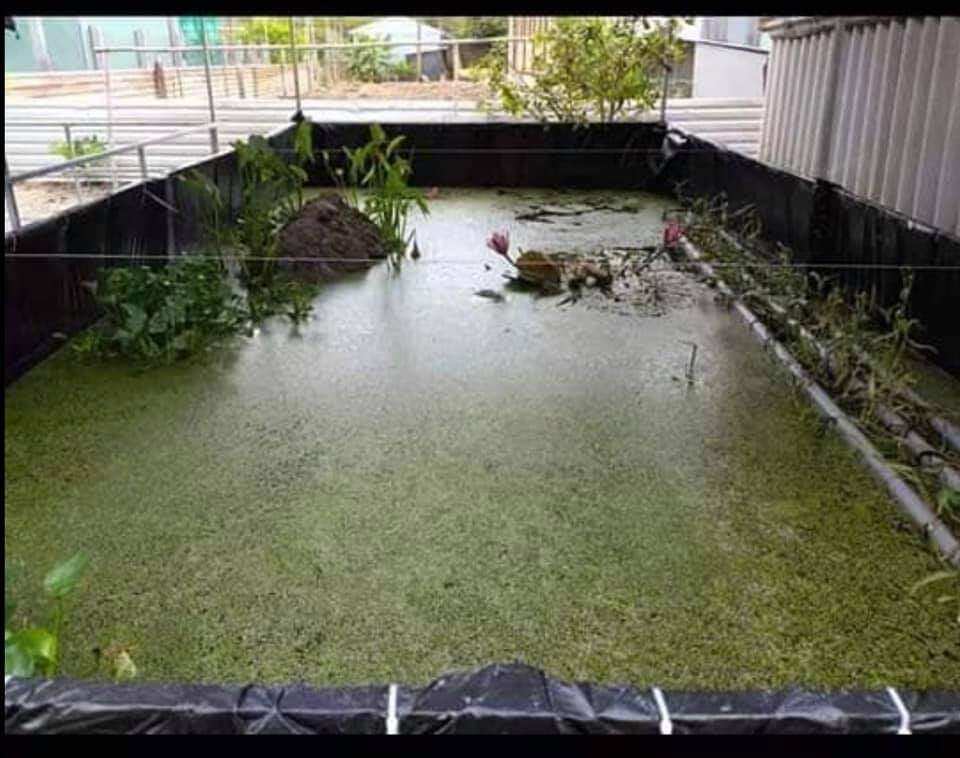 Bể bạt nuôi ốc ếch cá lươn 5x2x1 - loại HDPE
