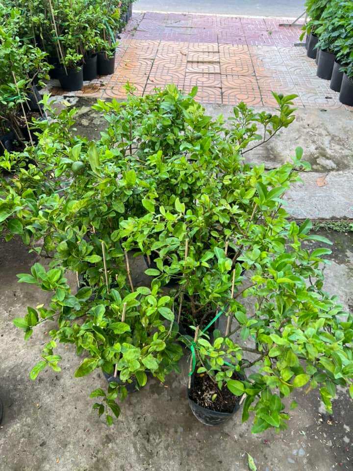 cây chanh tứ quý sieu trái