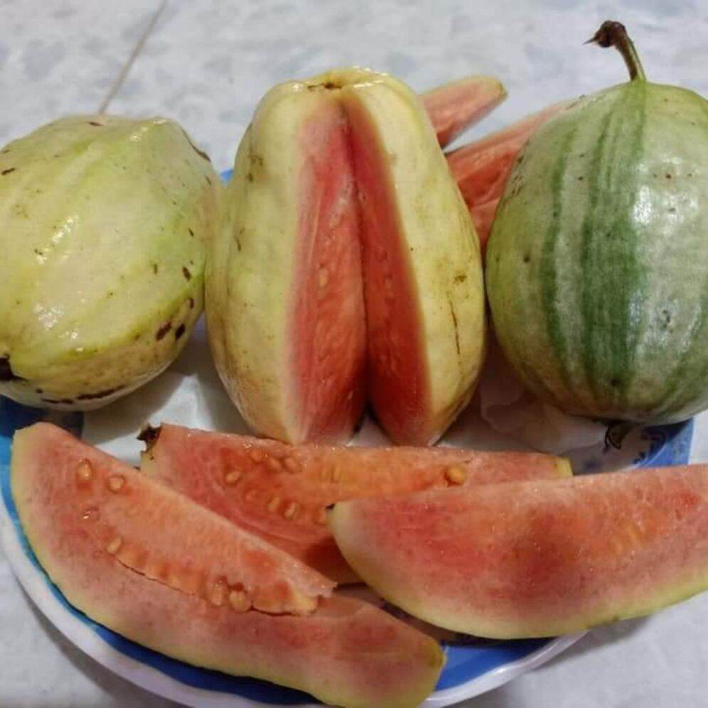 Cây ổi cẩm thạch độc lạ hiếm nguời có