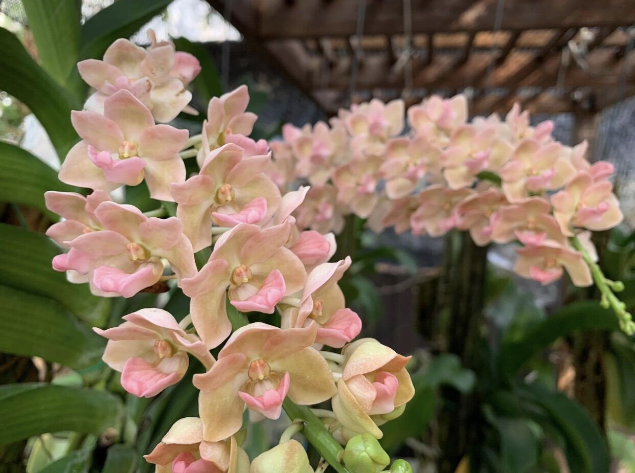 Đai châu 4-5 Cặp lá Hàng thái - Hoa tết năm nay