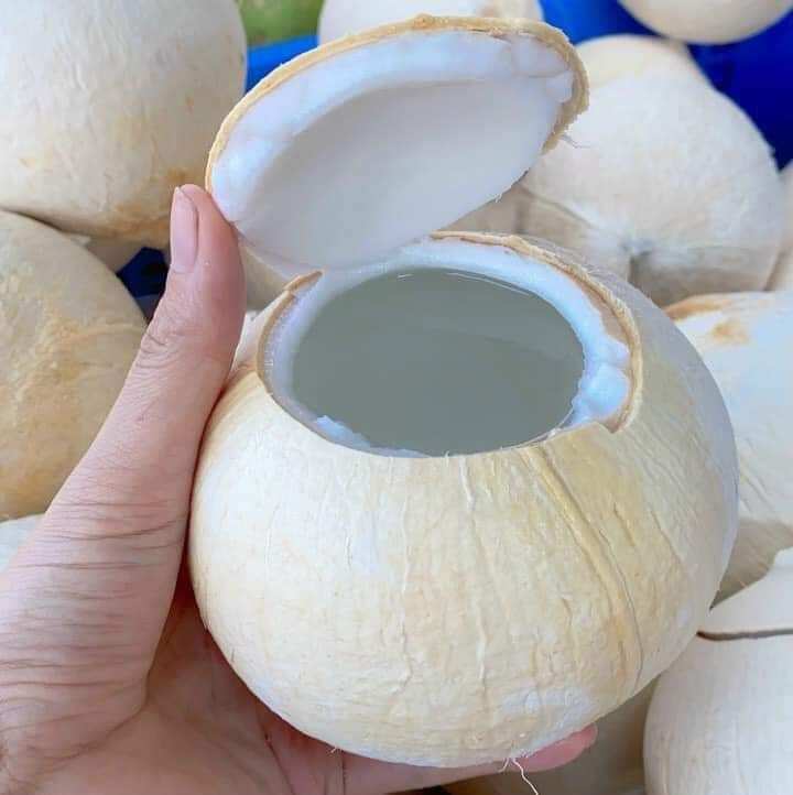 Combo 5 trái dưa xiêm trọc Bến Tre size L - dừa tươi nguyên chất