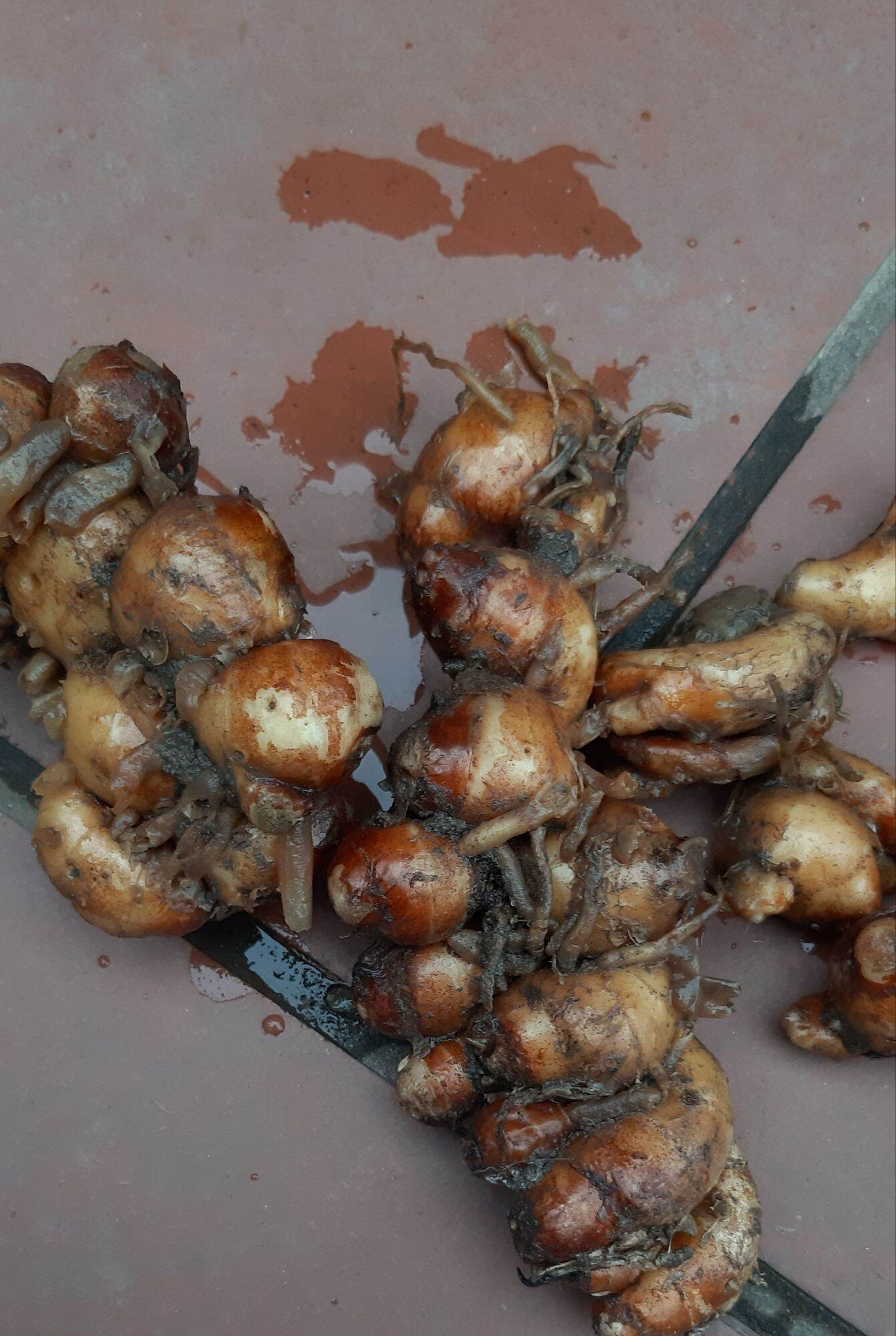 Củ Địa liền tươi ( Sá kén) - 1kg