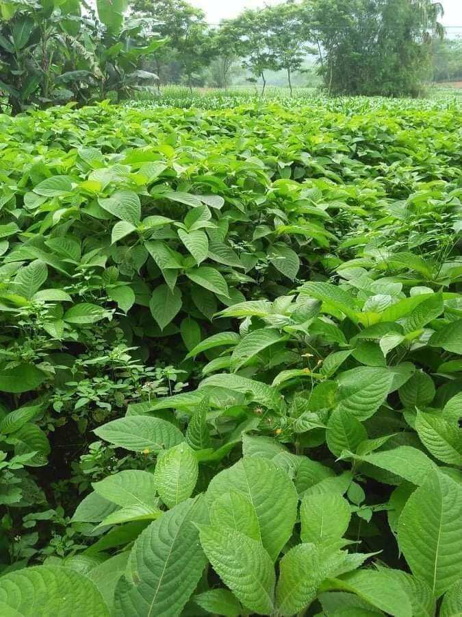 Chè khổng lồ chăn nuôi (Đơn 5 Cây giống)