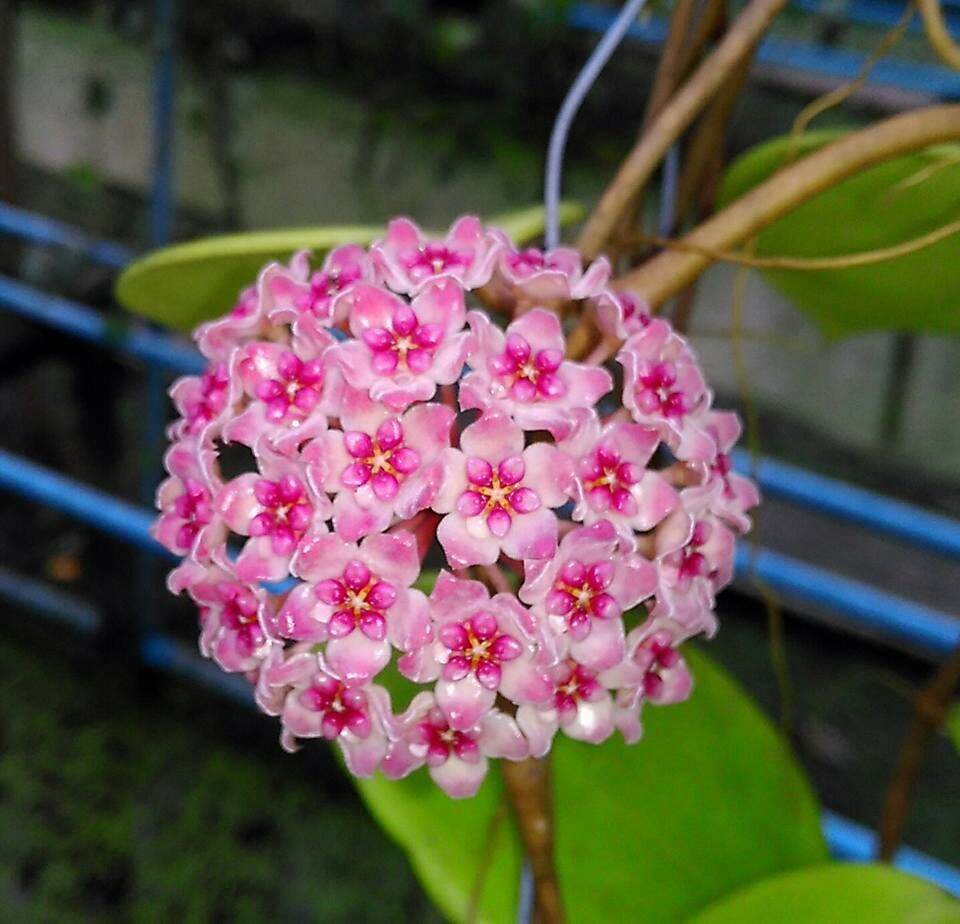 Hoa lan cẩm cù Sweet scent hoa tuyệt đẹp