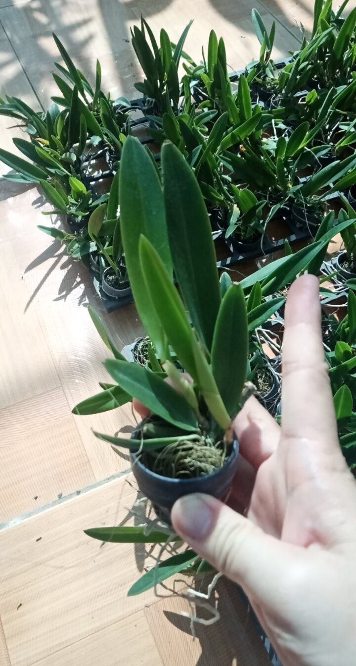 Hoa lan brass giống 3 màu lựa được