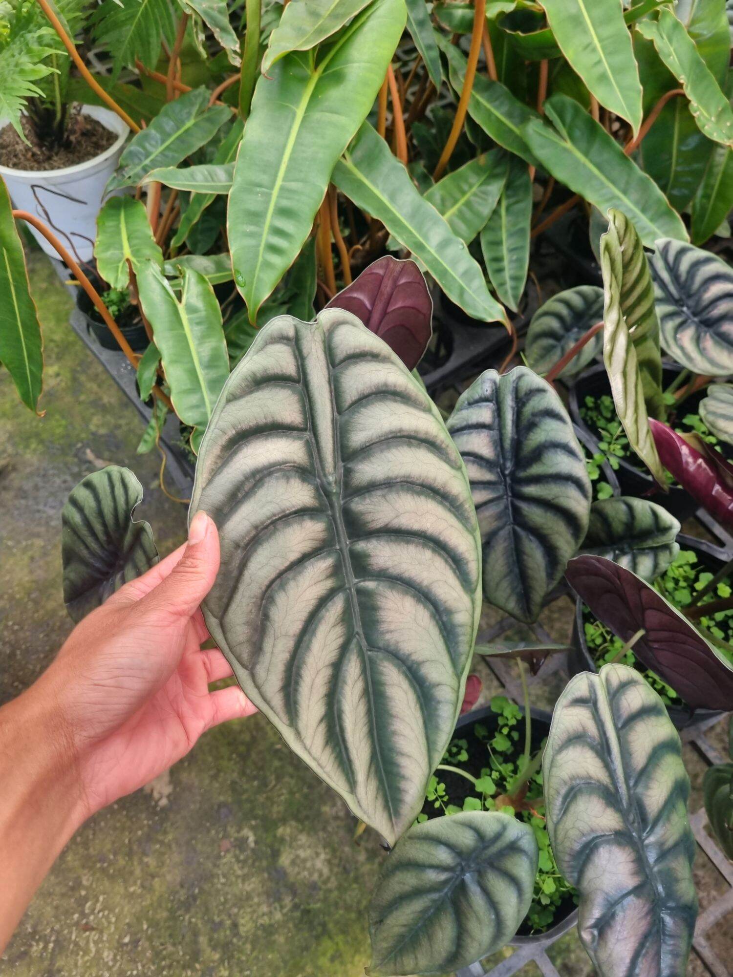 Alocasia cuprea - cây rồng đỏ -