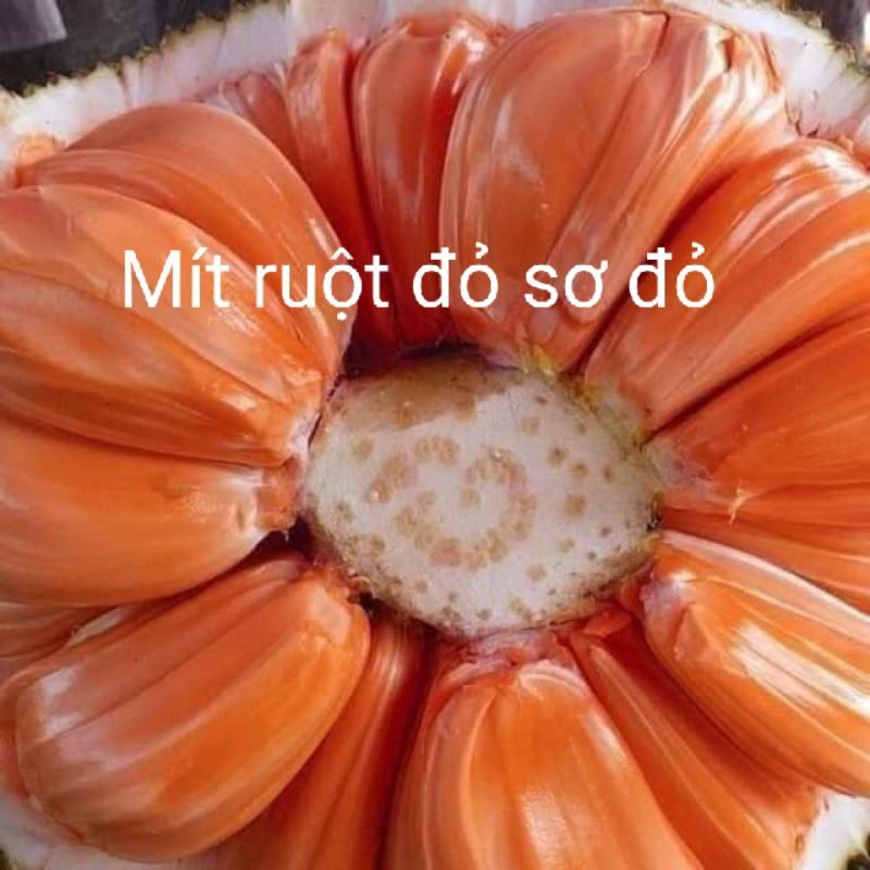 CÂY GIỐNG MÍT RUỘT ĐỎ SƠ ĐỎ MALAYSIA