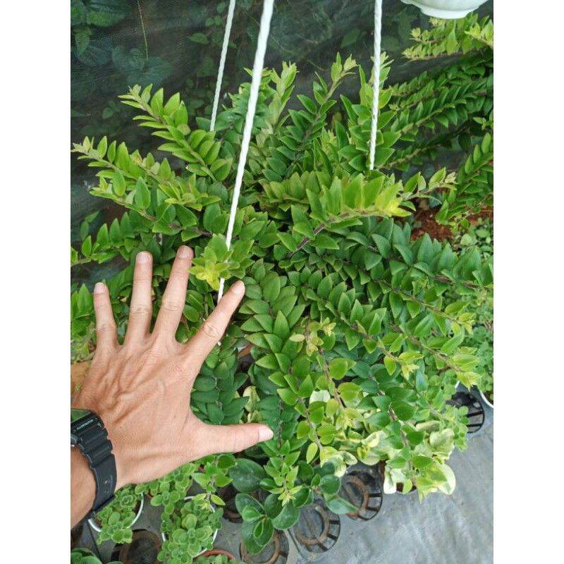 Cây hoa Son Môi chậu treo trang trí (CHẬU LỚN)